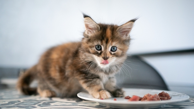 Kucing lucu
